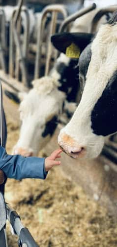 Agrarisch kinderdagverblijf Koekeloeren