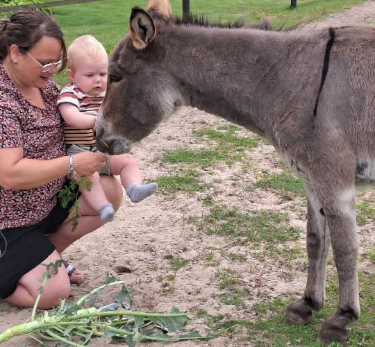 Kinderopvang Het Ezeltje